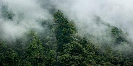 Landscape of a tropical rainforest with fog in the morning.の写真素材