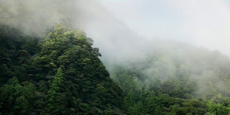 Mountain landscape with green forest on a foggy morning. Panoramic viewの写真素材