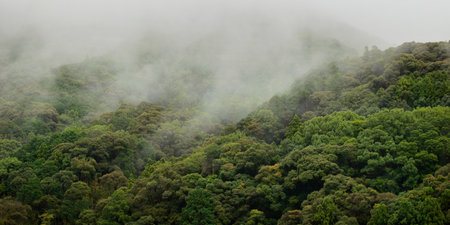 Foggy morning in the forest of Doi Inthanon National Park, Chiang Mai, Thailand