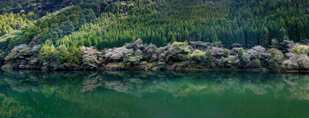 panoramic view of the lake and forestの写真素材