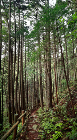 Hiking trail in the forest with green pine trees and wooden fenceの写真素材