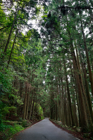 Road through the pine forest in Kyoto, Japan. Vertical shot.の写真素材