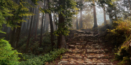 Staircase in the forest in the morning. The path to the top of the mountain.の写真素材