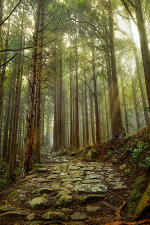 Pine forest in the morning, kumano kodo trail-Japanの写真素材