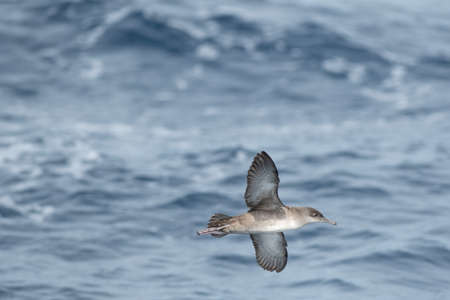 A balearic shearwater (Puffinus mauretanicus) flying over the Mediterranean seaの写真素材