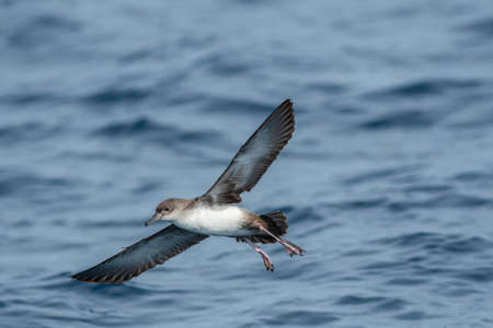A balearic shearwater (Puffinus mauretanicus) flying over the Mediterranean seaの写真素材