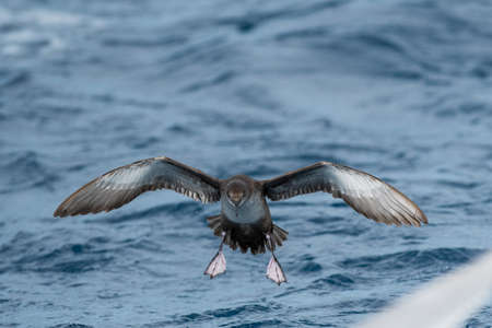 A balearic shearwater (Puffinus mauretanicus) flying over the Mediterranean seaの写真素材