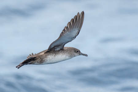 A balearic shearwater (Puffinus mauretanicus) flying over the Mediterranean seaの写真素材
