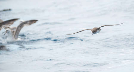 A balearic shearwater (Puffinus mauretanicus) flying over the Mediterranean seaの写真素材