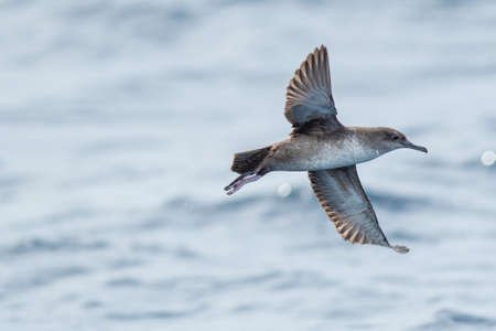 A balearic shearwater (Puffinus mauretanicus) flying over the Mediterranean seaの写真素材