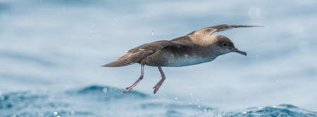 A balearic shearwater (Puffinus mauretanicus) flying over the Mediterranean seaの写真素材