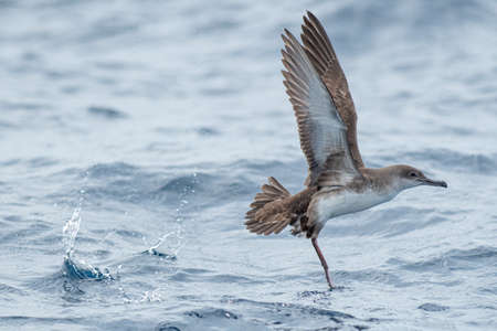 A balearic shearwater (Puffinus mauretanicus) flying over the Mediterranean seaの写真素材