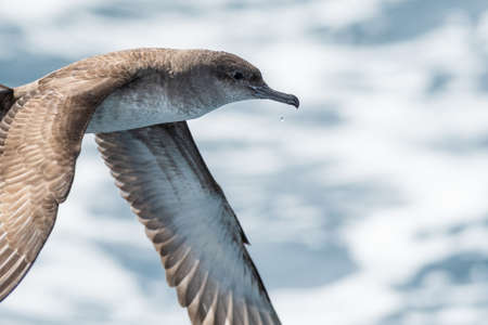 A balearic shearwater (Puffinus mauretanicus) flying over the Mediterranean seaの写真素材