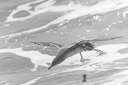 A balearic shearwater (Puffinus mauretanicus) flying over the Mediterranean seaの写真素材