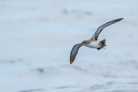 A balearic shearwater (Puffinus mauretanicus) flying over the Mediterranean seaの写真素材