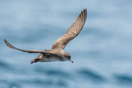 A balearic shearwater (Puffinus mauretanicus) flying over the Mediterranean seaの写真素材