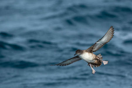 A balearic shearwater (Puffinus mauretanicus) flying over the Mediterranean seaの写真素材