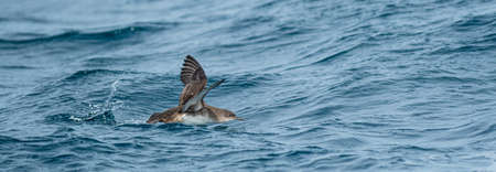 A balearic shearwater (Puffinus mauretanicus) flying over the Mediterranean seaの写真素材