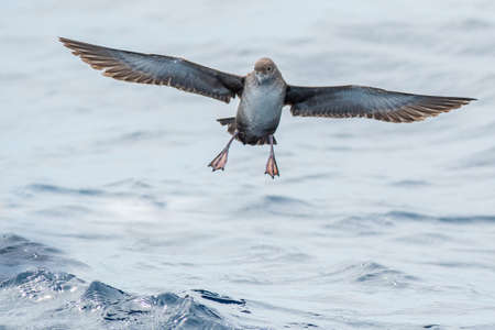 A balearic shearwater (Puffinus mauretanicus) flying over the Mediterranean seaの写真素材