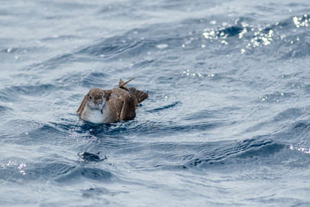 A balearic shearwater (Puffinus mauretanicus) flying over the Mediterranean seaの写真素材