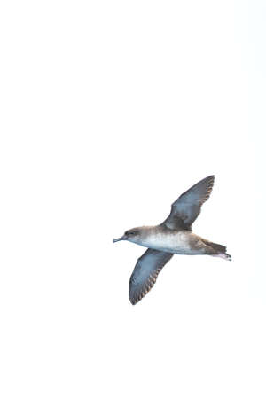 A balearic shearwater (Puffinus mauretanicus) flying over the Mediterranean seaの写真素材