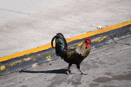 Lonely dazzling rooster - walking graceful on the streetの写真素材