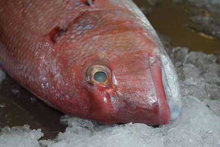 Gilt-head sea bream rose - fresh on the fish marketの写真素材
