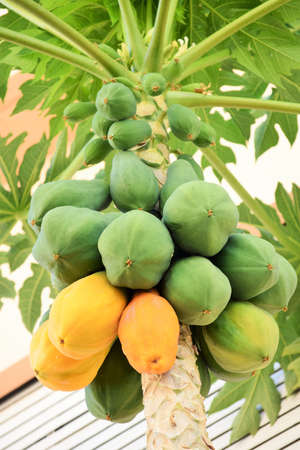 Papaya tree - full of fruits, some ripe, some unripe
