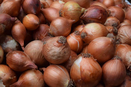 Onions, only onionsの写真素材