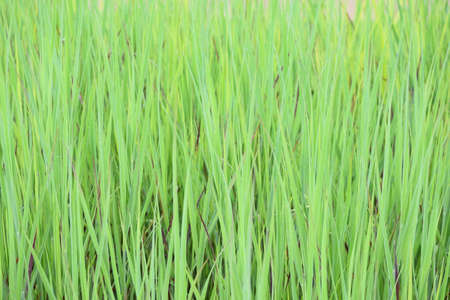 Green grass in the sunlight, swaying in the windの写真素材