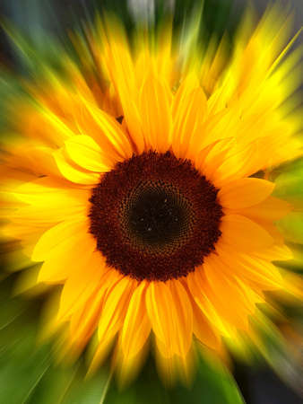 Sunflower with effectの素材