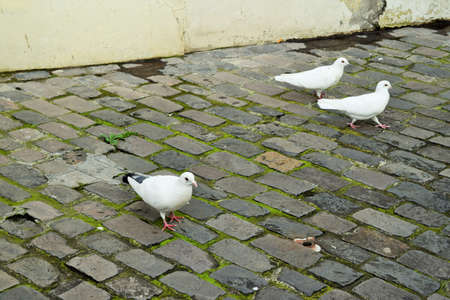 Three white doves walking on the pavement of an old streetの写真素材