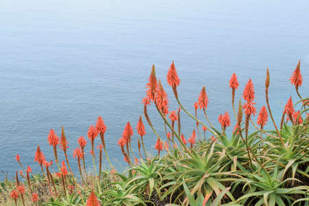 Wonderful blossom of the aloe vera on a hill with the deep blue ocean in the backgroundの写真素材