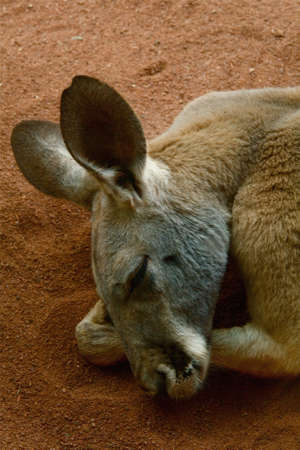 Red Kangarooの写真素材