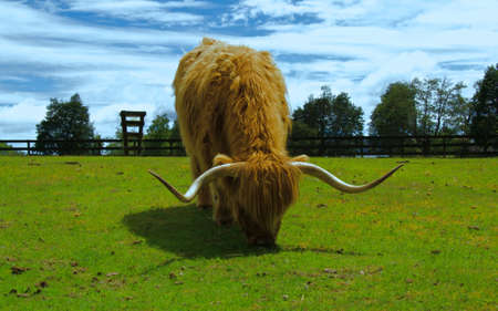 Highlander