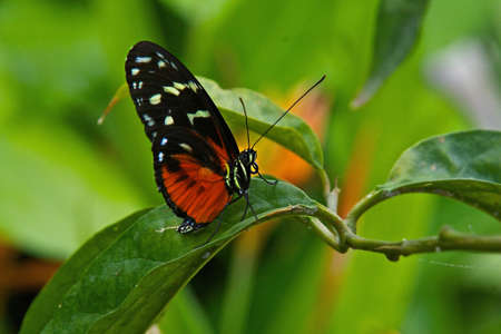 Tiger Longwing Butterfly