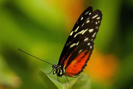 Tiger Longwing Butterfly