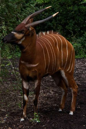 Bongo Antelopeの写真素材