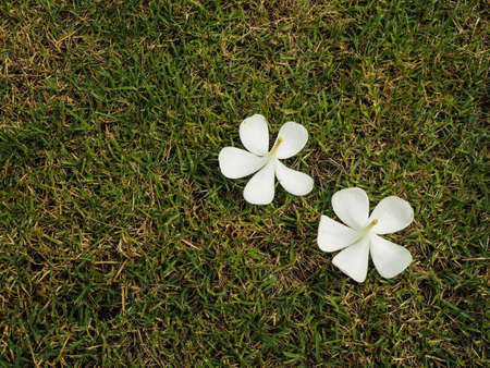two white frangipani flowersの写真素材