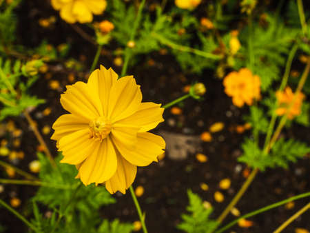 yellow cosmos sulfur flowerの写真素材