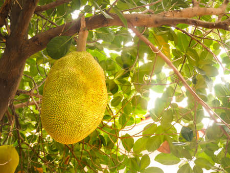 jackfruit will to ripe on tree flare sunlightの写真素材