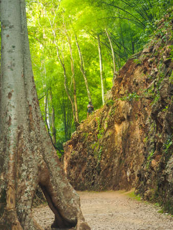 front of big tree, back have photographer take a photo with camera on stone height hills in the forest, rays of the sunlight on forestの写真素材