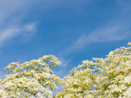 front white and green Leaves of tree and cloudy and blue sky in backgroundの写真素材