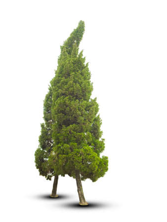 trees isolated on white backgroundの写真素材