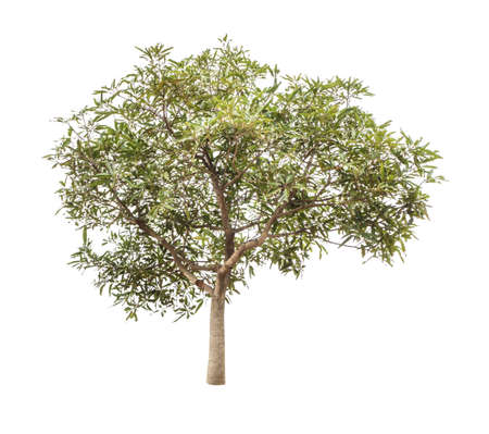 trees isolated on white background