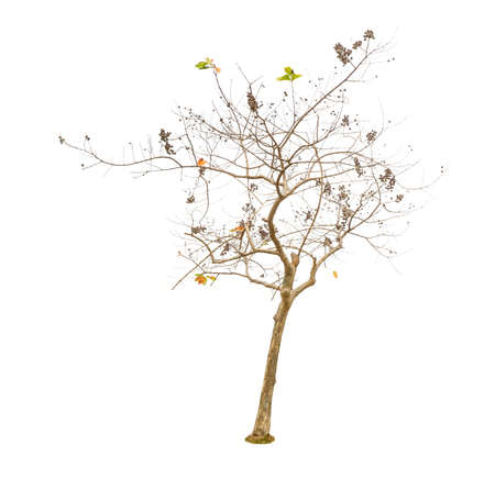 trees isolated on white backgroundの写真素材