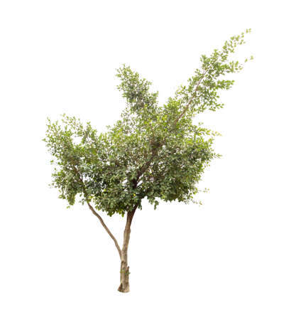 trees on white background isolatedの写真素材