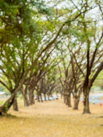 Blur landscape of straight road under the trees arch tunnel, Summer nature landscape for backgroundの写真素材