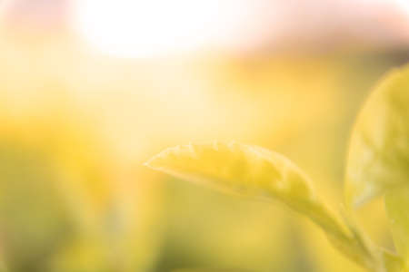 Leaves Autumn on the sunlight and blurred orange fall background
