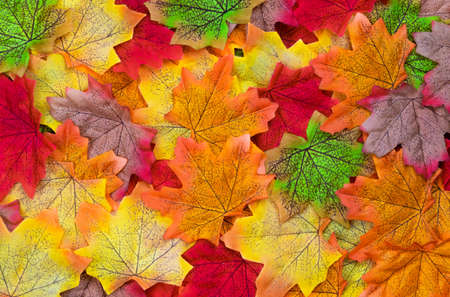 Autumn maple leaves texture. Background made of color red and orange leaves. Flat lay, Top view,...